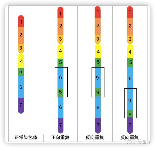 3.5.2 染色体结构畸变 - 知乎