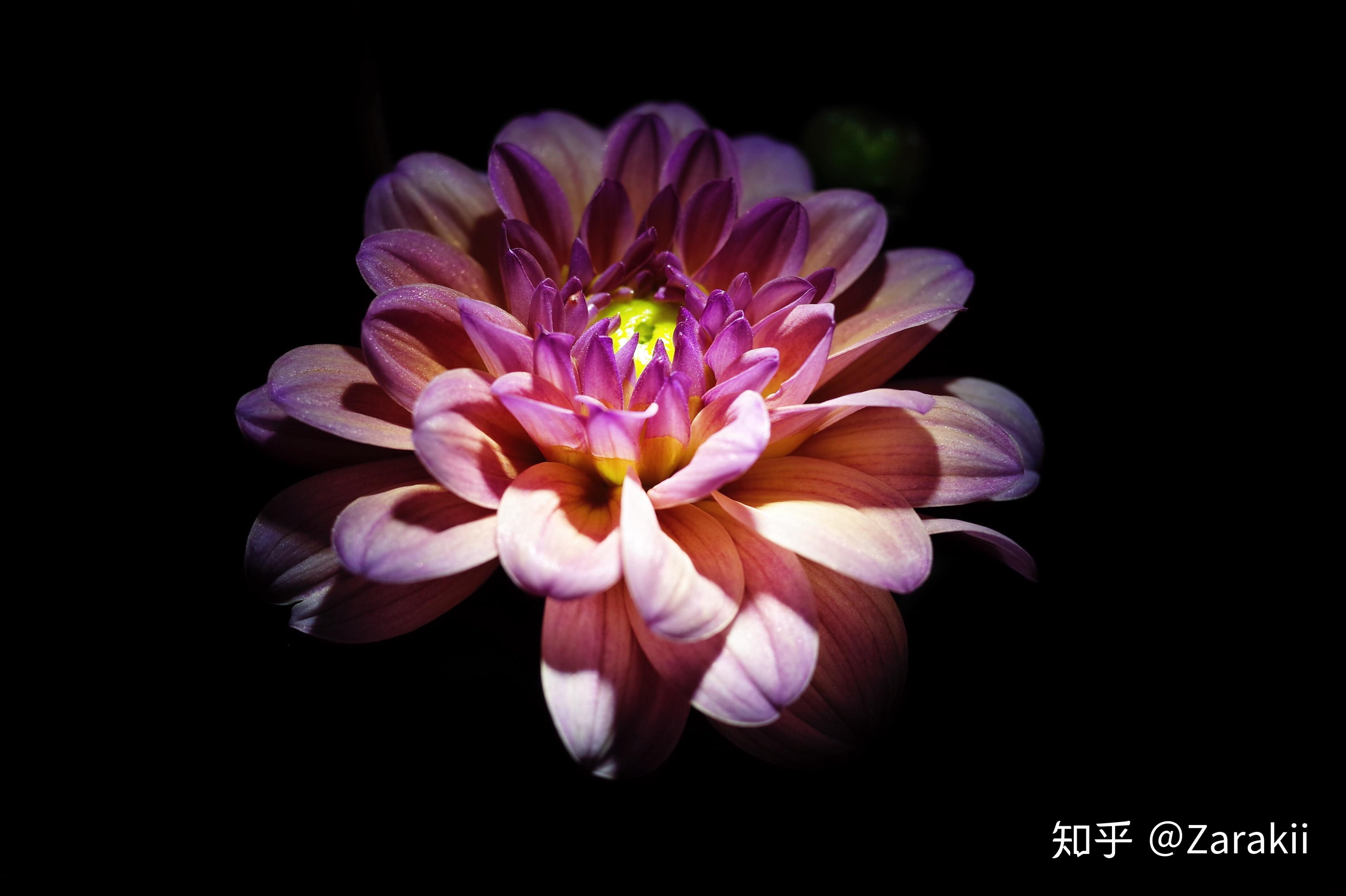 黑底花朵照片是怎样拍出来的?