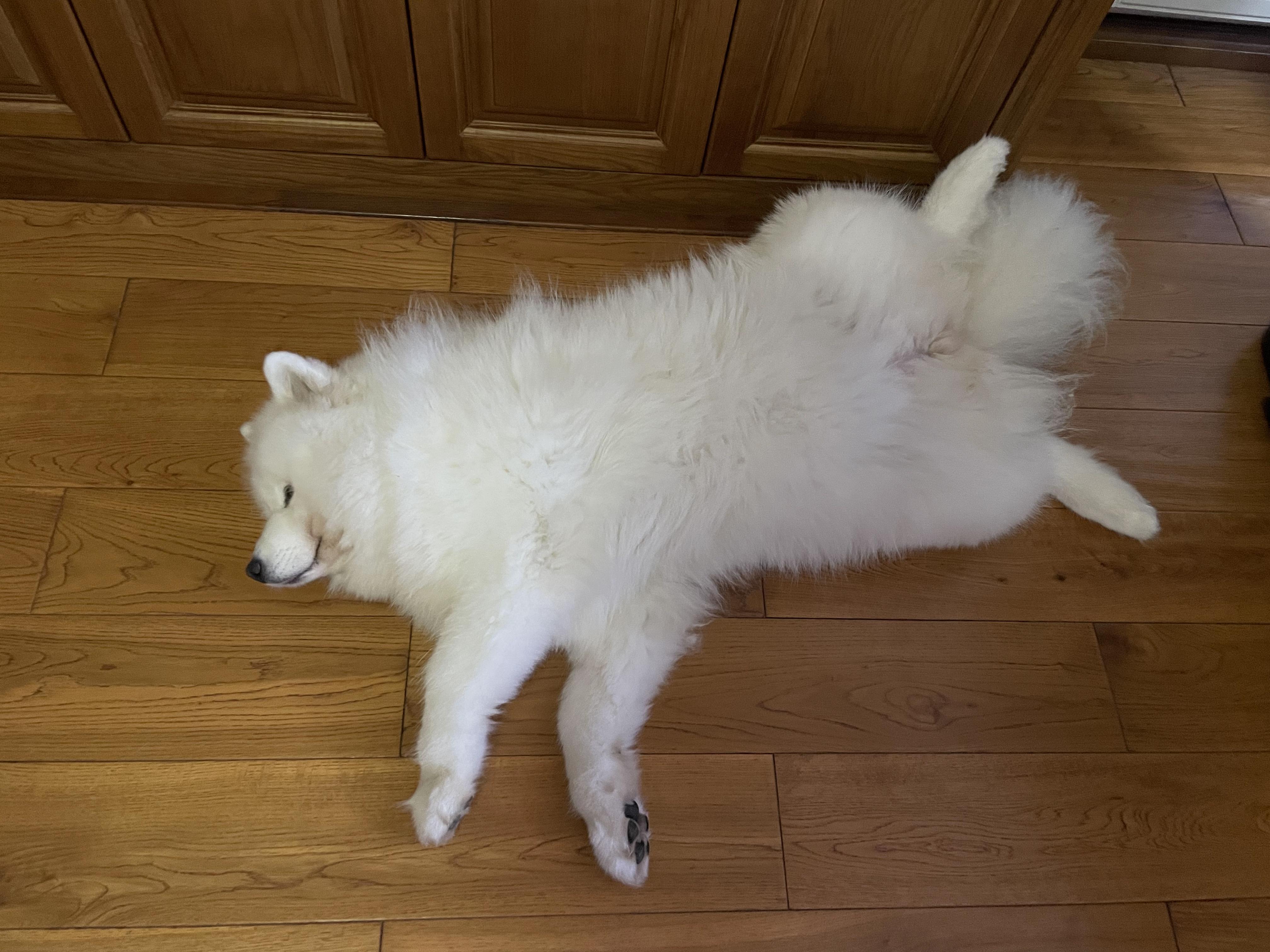 可以分享一张你家狗狗睡觉的照片吗