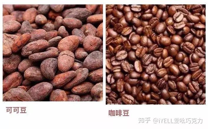 可可豆与咖啡豆的区别是什么? 