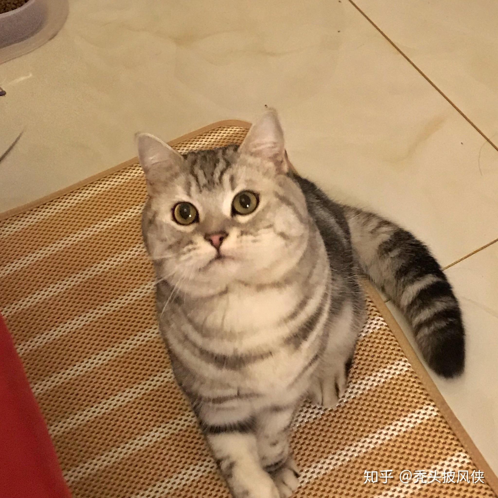 美短公猫一般几个月发腮吃什么可以促进猫咪长胖和发腮ω