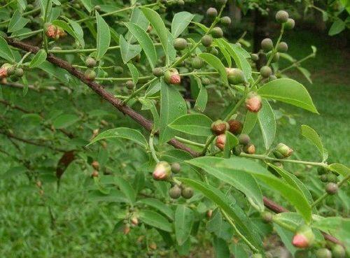 浑身是宝的芳香植物——黄牛木