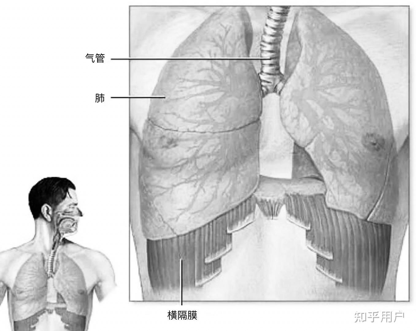【腹式呼吸の基本的な方法とコツ】呼吸はリハビリにも使える素晴らしい自主トレーニング | 理学療法士によるリハビリ・ピラティス・予防