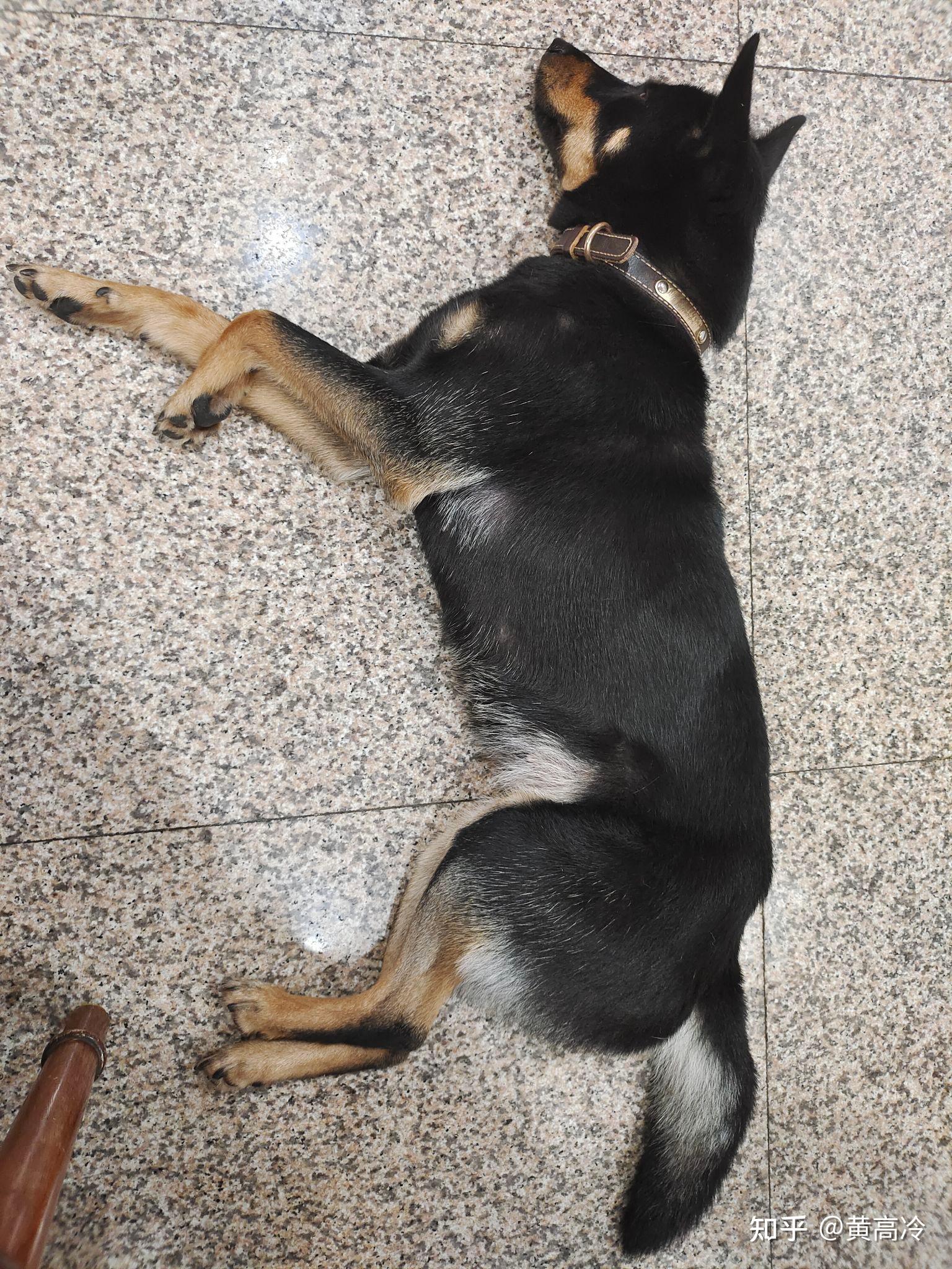 想看铁包金(俗称四眼)毛色的中华田园犬,大家可以发我看看吗? - 知乎