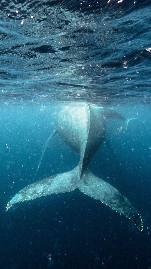 哪里可以找到可以用来当壁纸的鲸鱼蓝鲸图片呢