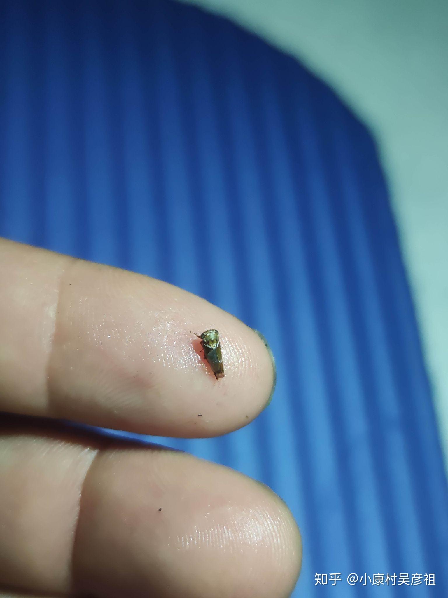 世界上最小的蝉到底多小? - 知乎