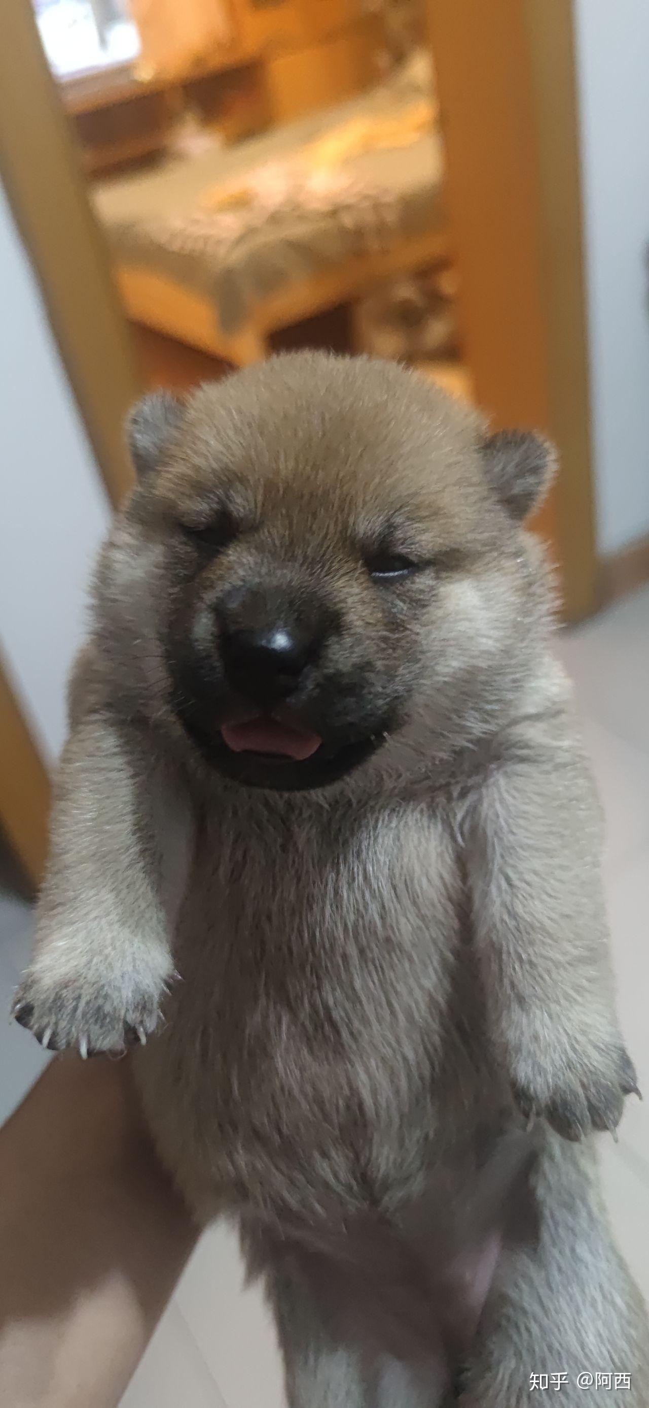 如何买到一只纯种的土狗大黄