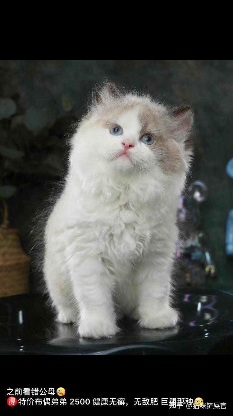 一个月大的白手套布偶这个长相算漂亮吗