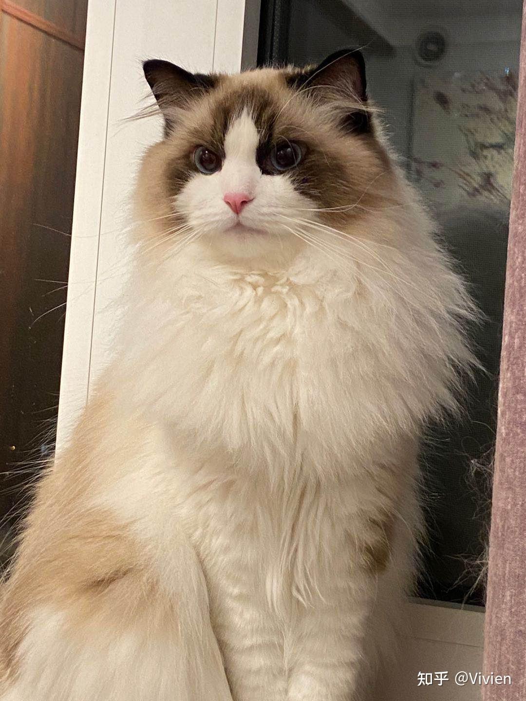 布偶猫这个样子爆毛之后会好看吗现在尴尬期好担心