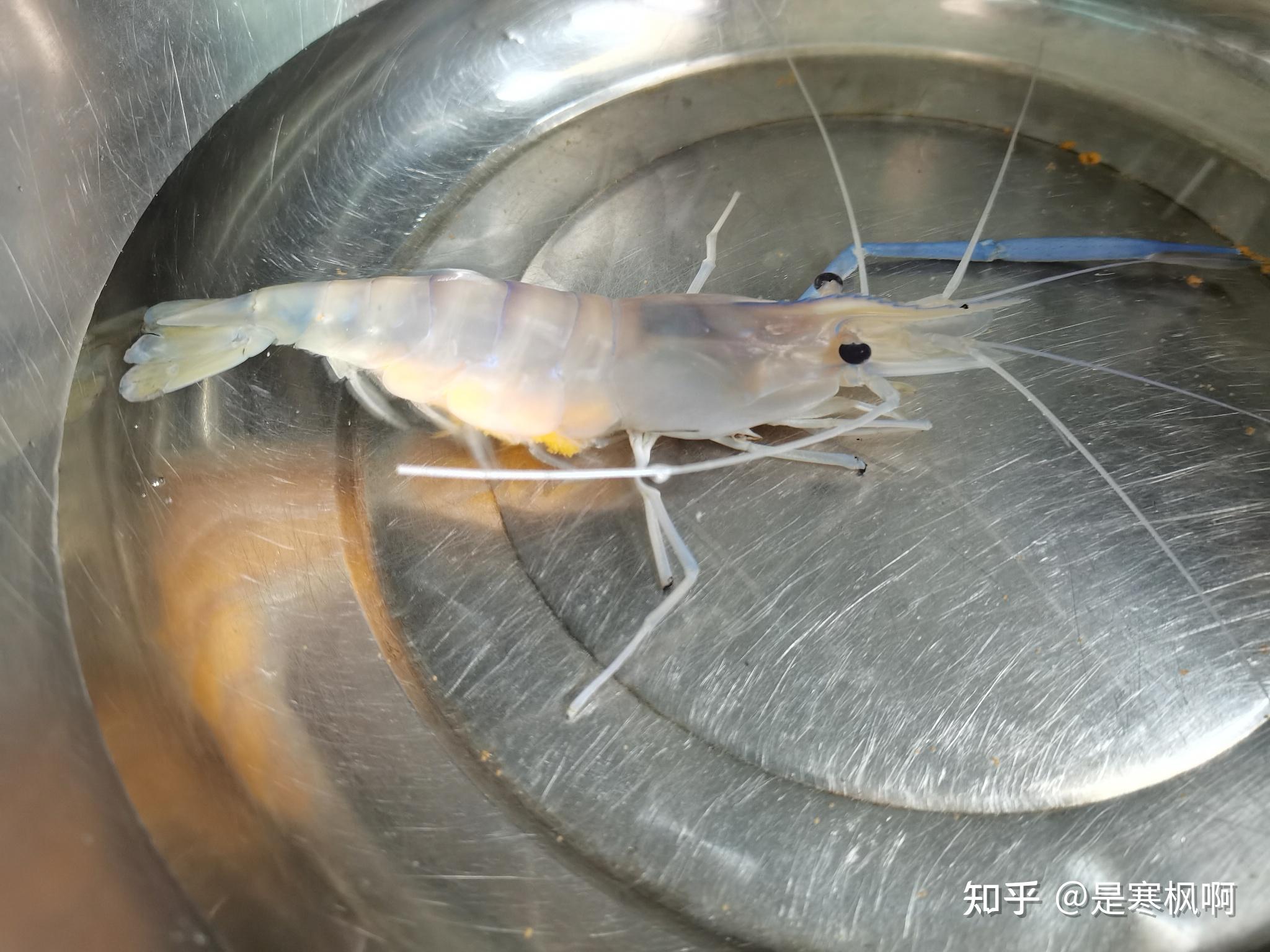 刚从菜场买回来的虾有抱卵的自己在家养要什么条件能养活啊吃的东西啊