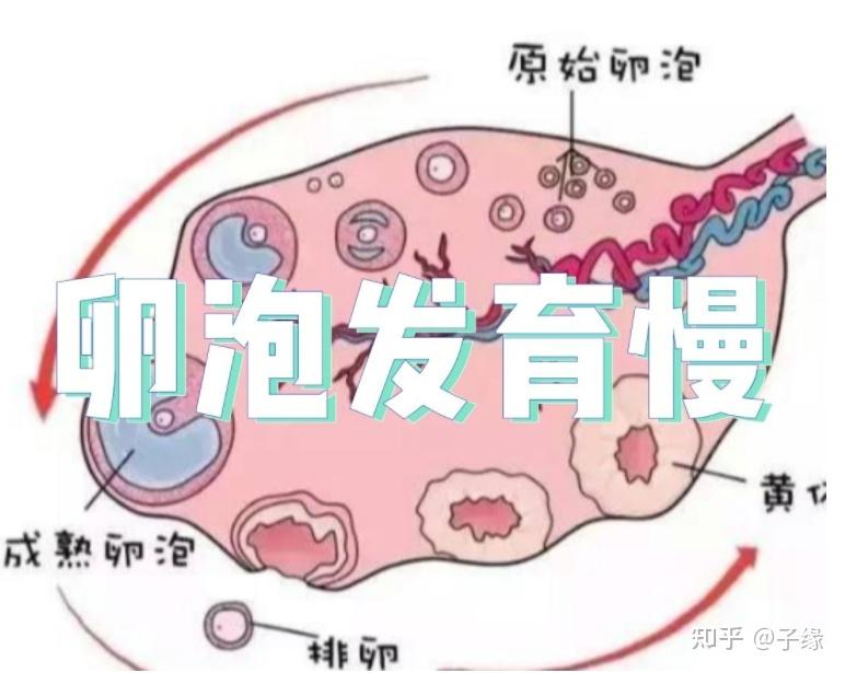 月經週期長會不會使得子宮內膜特別厚啊