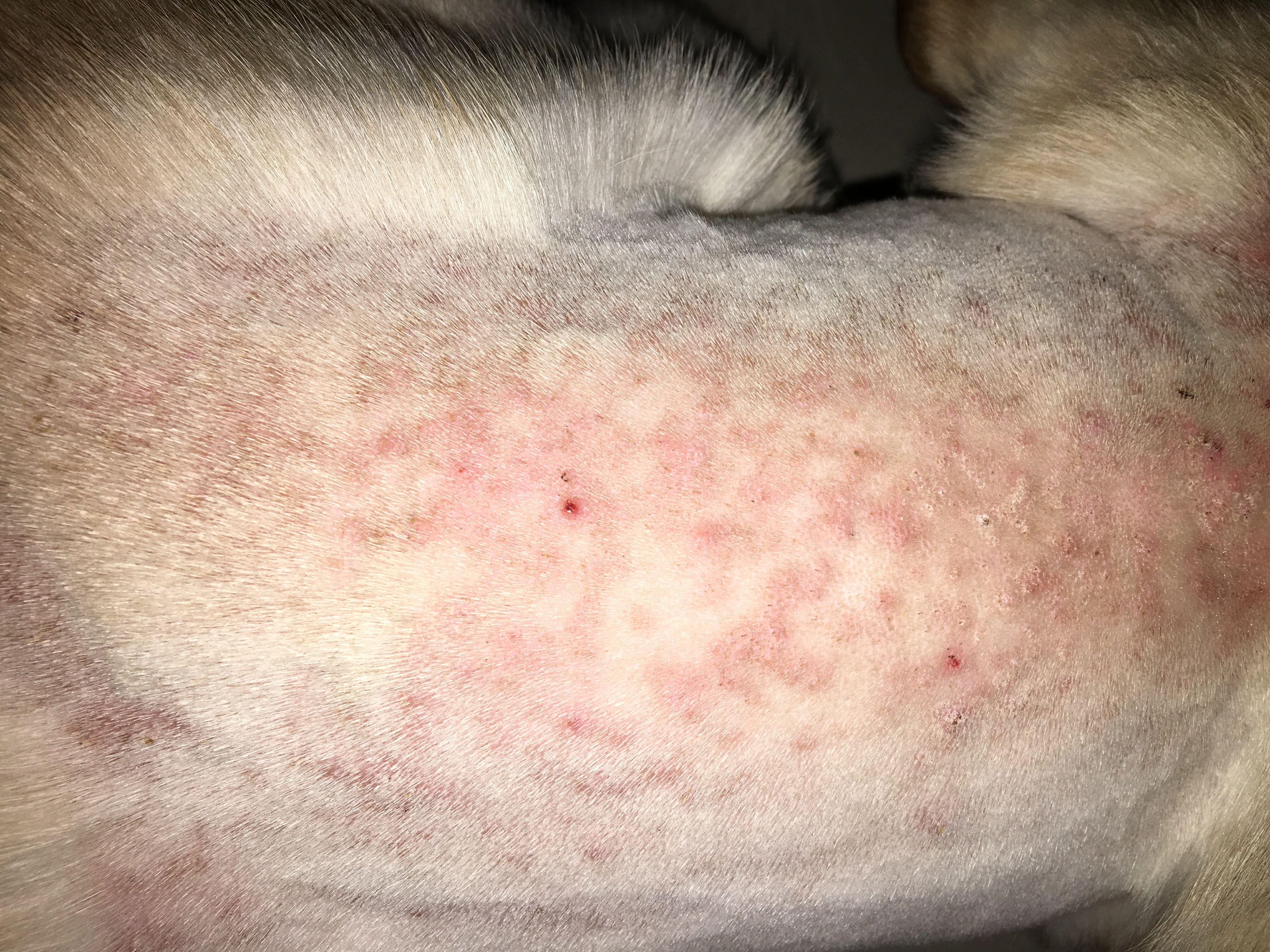 拉布拉多这是真菌还是跳蚤咬的