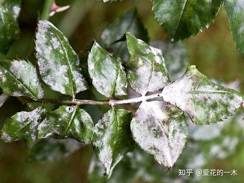 养花7种“病害”，对植物危害大，园艺师教你，如何科学处理- 知乎