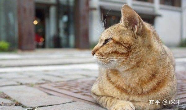 猫咪背对着主人是生气嘛? - 知乎