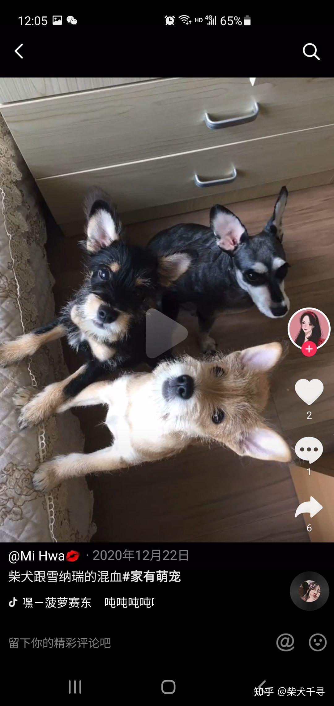 请问雪纳瑞和柴犬的串儿长啥样