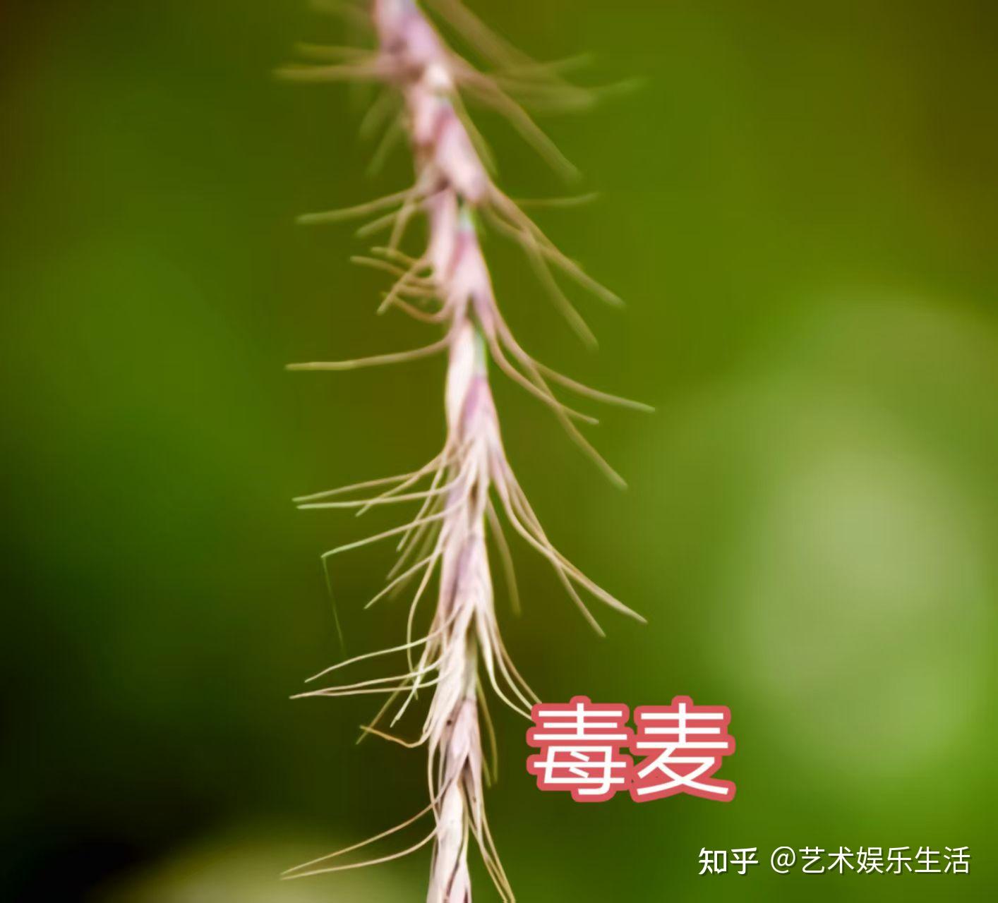 禾本科早熟禾亚科的72种代表植物 - 知乎