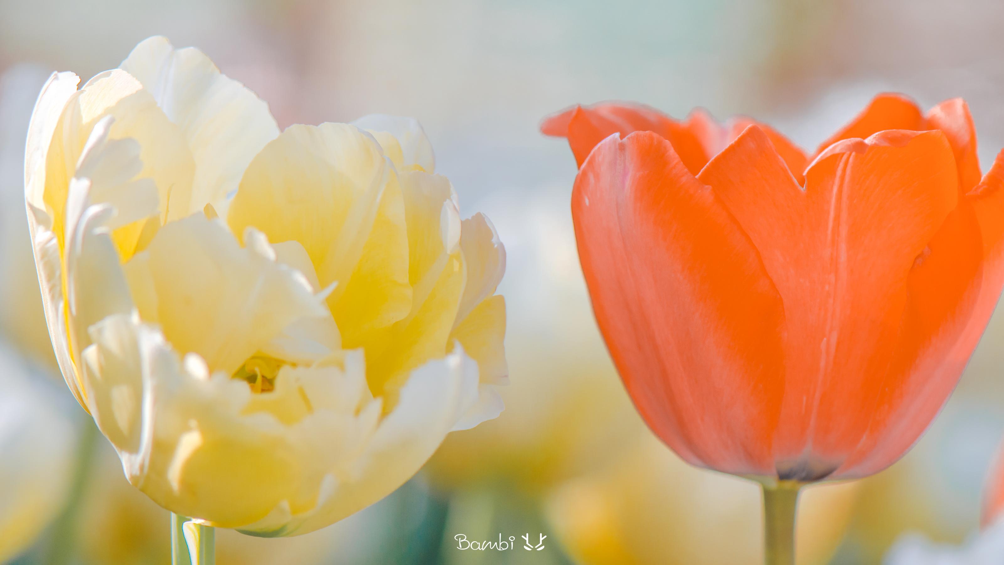 可以给我分享一下那种看起来贼舒服的壁纸吗?