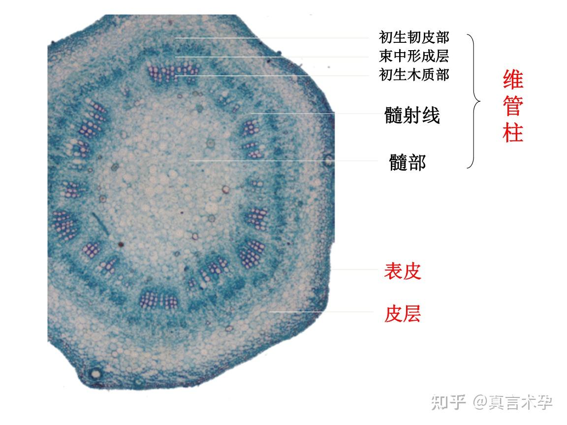 草本和木本植物如何分类?