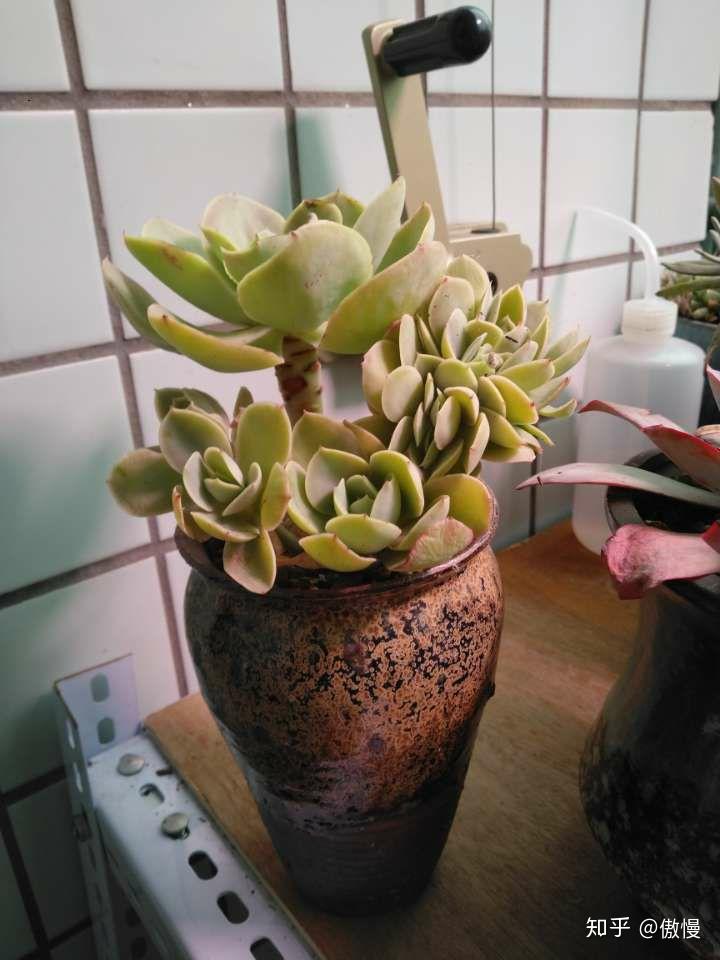 碧桃徒长怎么弄好看?