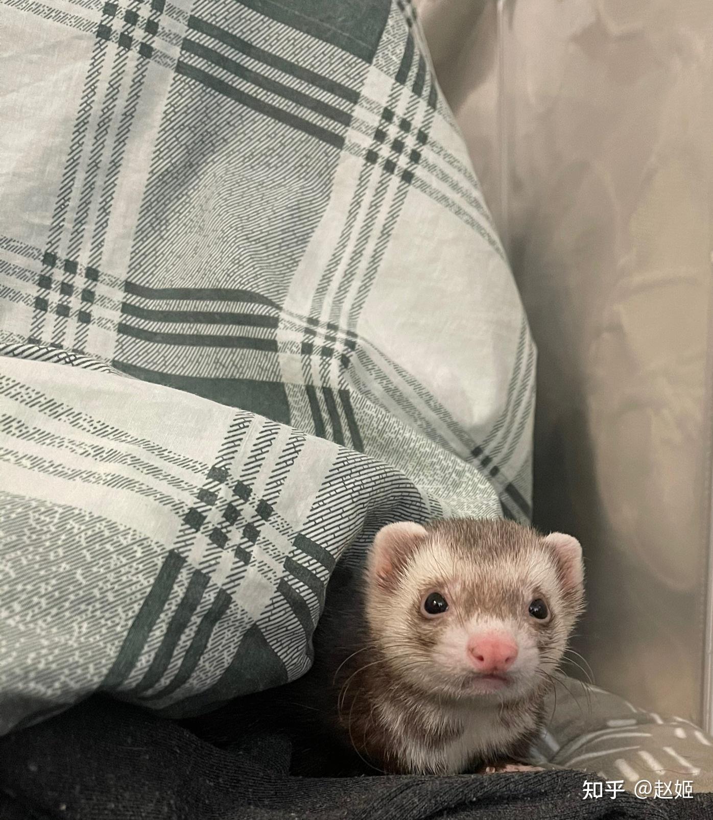 如何正规途径购买玛雪儿宠物貂? - 知乎