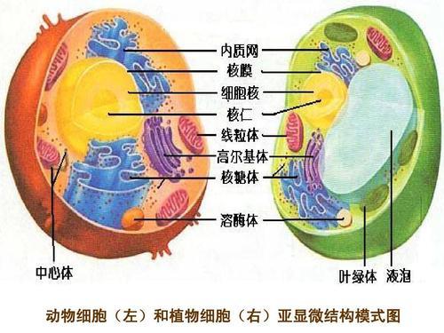 高中生物必修一·细胞质和细胞核- 知乎