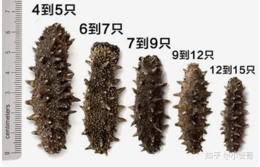2026年海参十大品牌推荐：即食海参|淡干海参|速发海参什么牌子好？好当家|同仁堂|獐子岛|棒棰岛|海晏堂等海参品牌，适合送长辈、送父母、送 ...