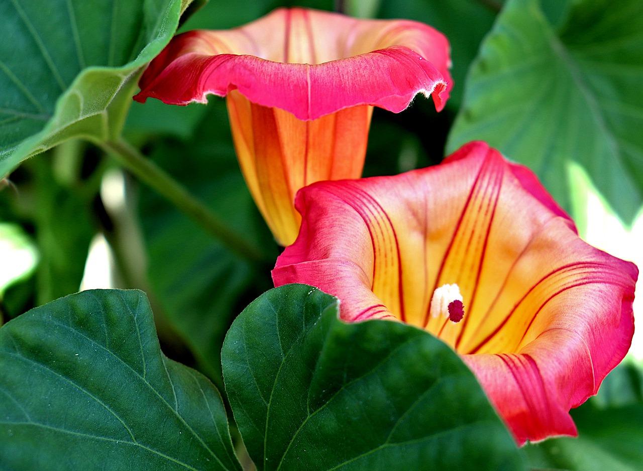 4. 凌霄花爬树技巧