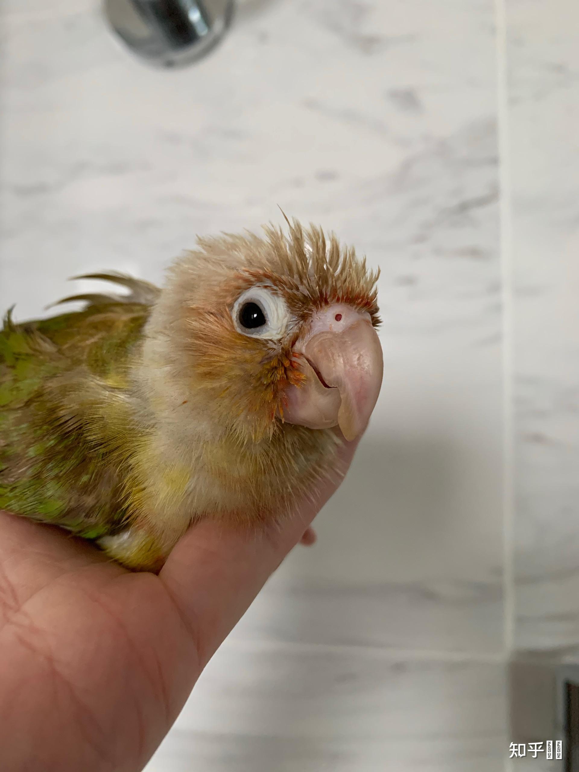 我妈妈得了鹦鹉热鹦鹉该怎么办我没有朋友有心理疾病一直都是它陪着我