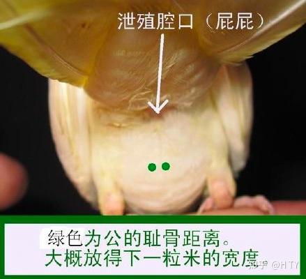 玄凤鹦鹉怎么分公母头顶秃了一小块还能长出来吗