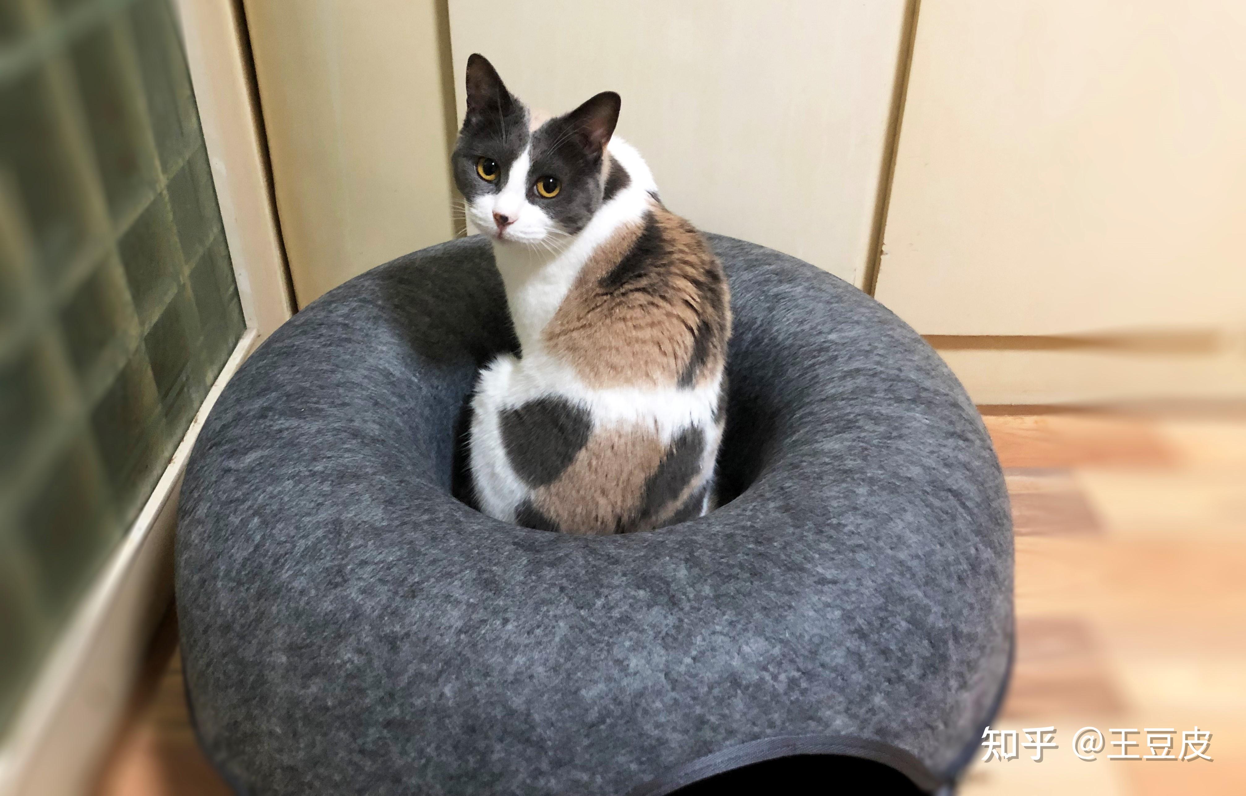 猫一般会喜欢什么样的猫窝? - 知乎