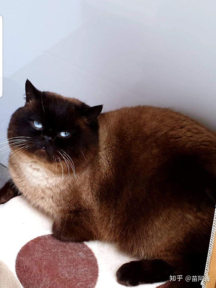 英短重点色会越来越黑么