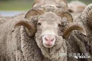 后赵羯胡丨3 石勒出身的羯族到底来源是哪里呢？ - 知乎