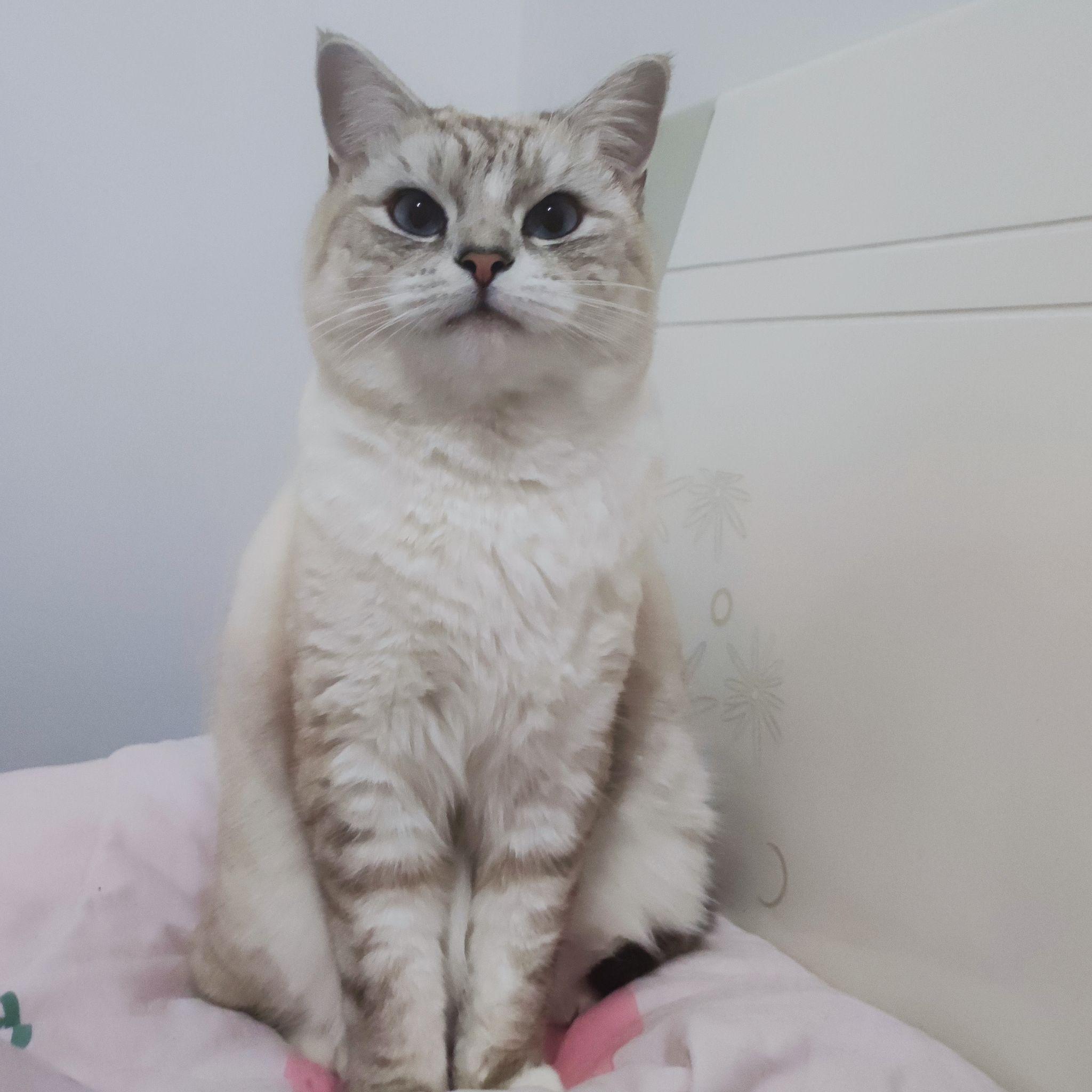 有木有布偶串银渐层的宝宝啊想康康长什么样