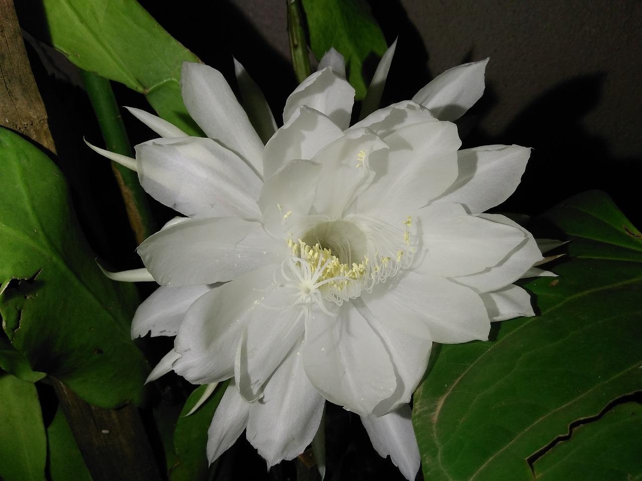 1. 糖渍昙花