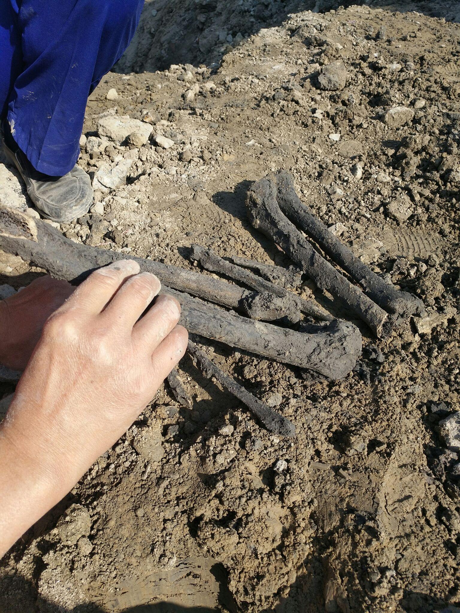 工地施工的时候都挖出过什么稀奇古怪,让人惊叹的东西? - 知乎