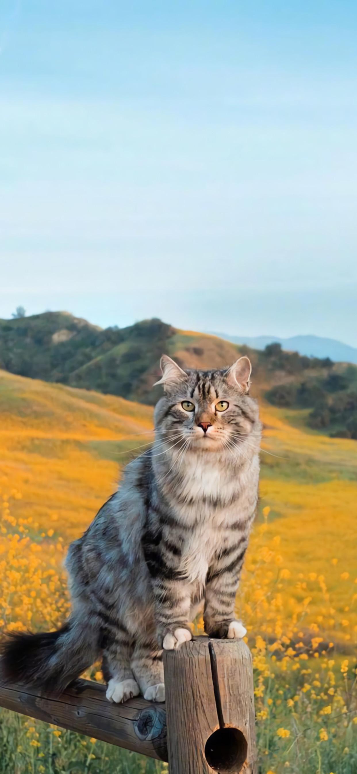 有没有这种类型的猫咪壁纸推荐呀 知乎