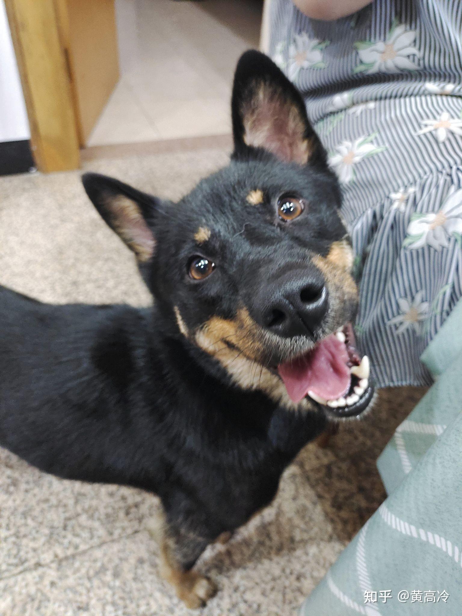 想看铁包金(俗称四眼)毛色的中华田园犬,大家可以发我看看吗? - 知乎