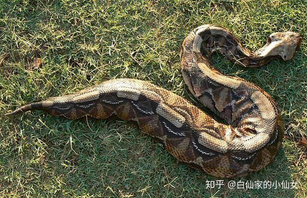 有哪些蛇是胖嘟嘟的? - 知乎