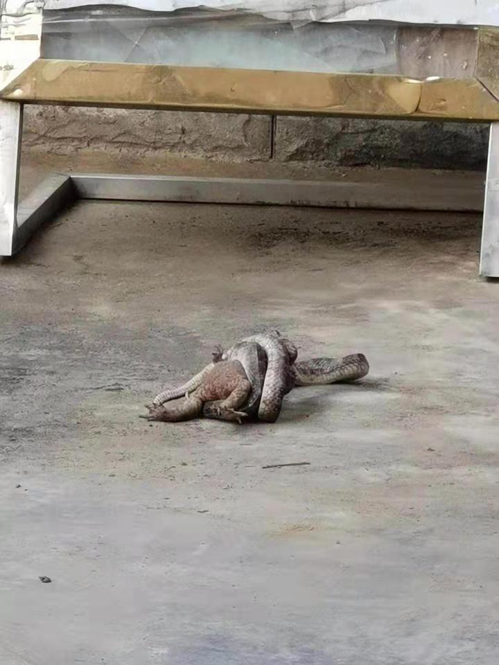 眼镜蛇绞杀癞蛤蟆