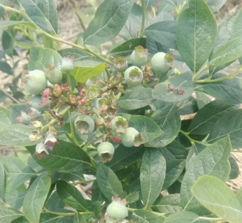 蓝莓大小果僵果多要剪掉吗