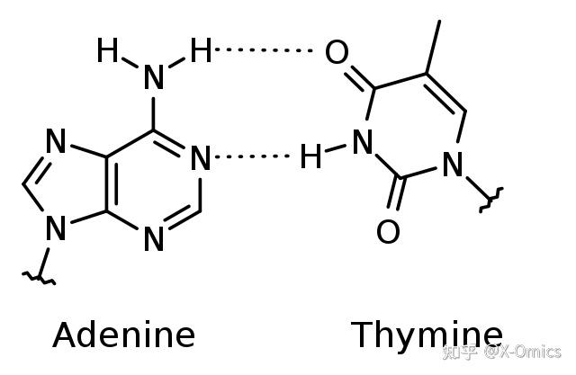 dna碱基结构图图片