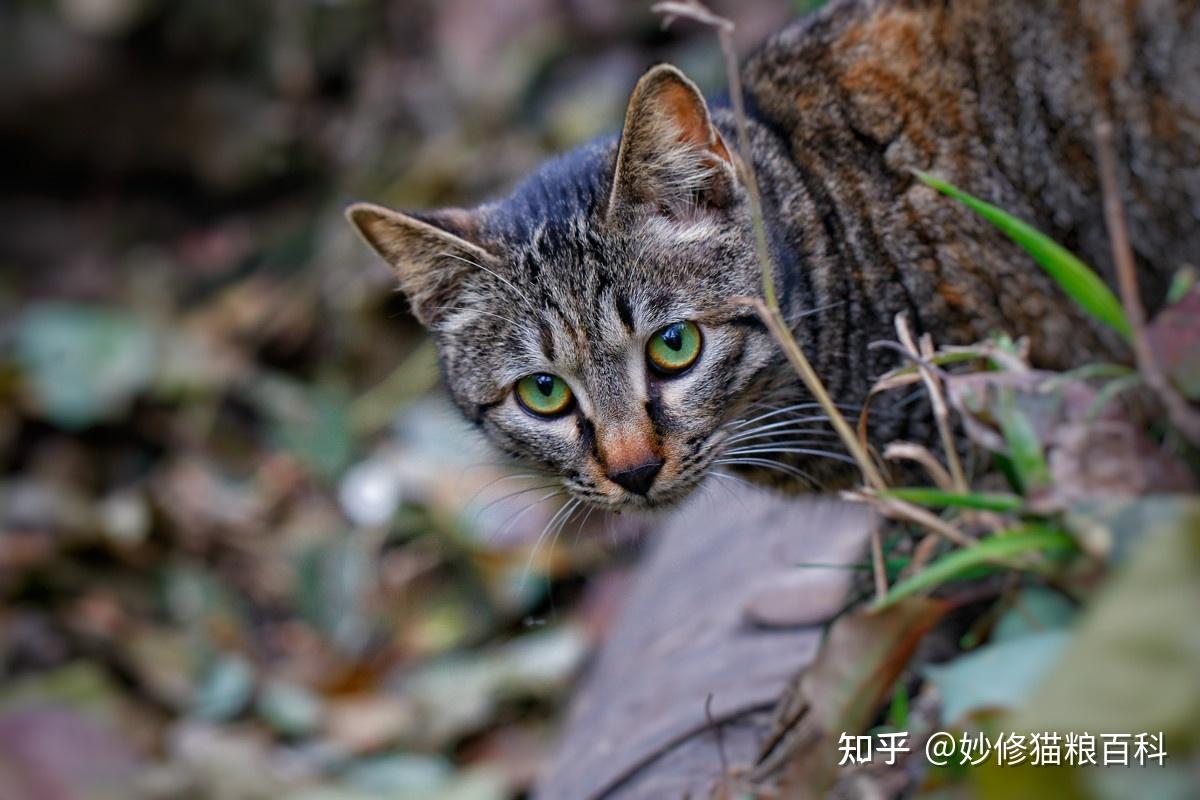 老一辈劝告:千万别养野猫,告诉你有几大原因 - 知乎