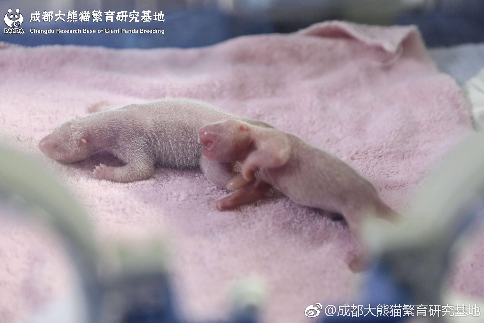 如何能看到熊猫baby