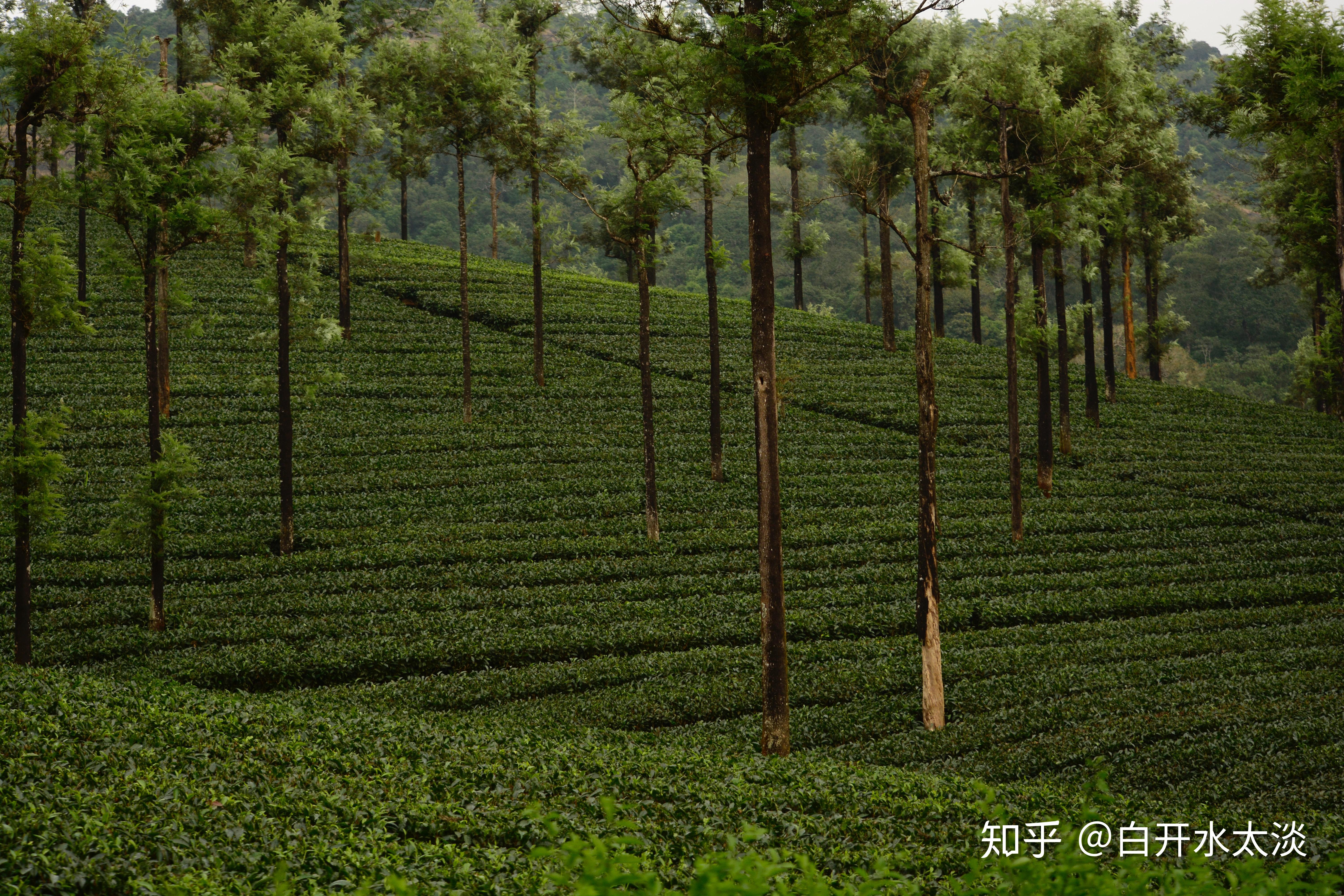 請問普洱中臺地茶與古樹茶的區別在哪裡從口感葉底及湯色上來說其他