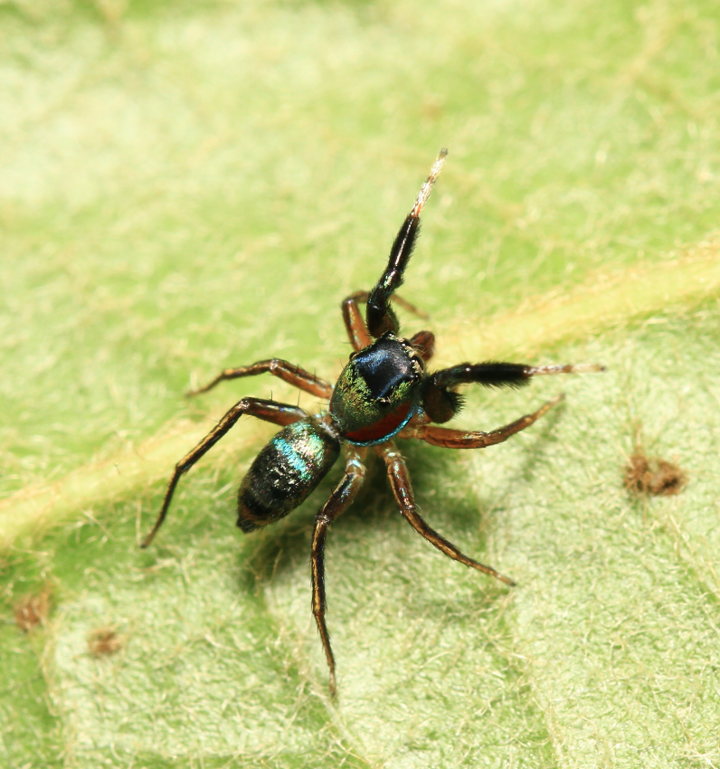 这是什么蜘蛛,背部绿色的,有黑色横纹?