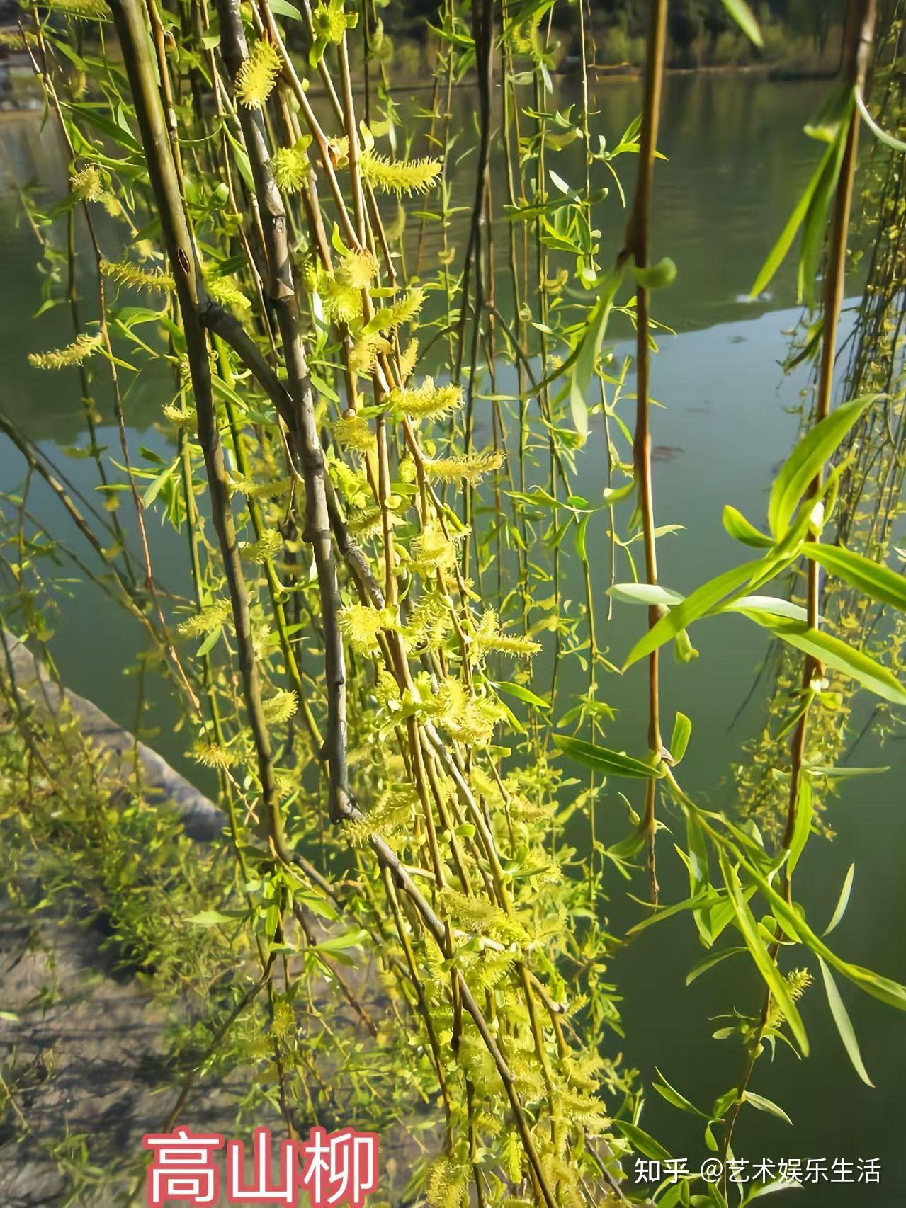 杨柳科植物有哪些 - 知乎
