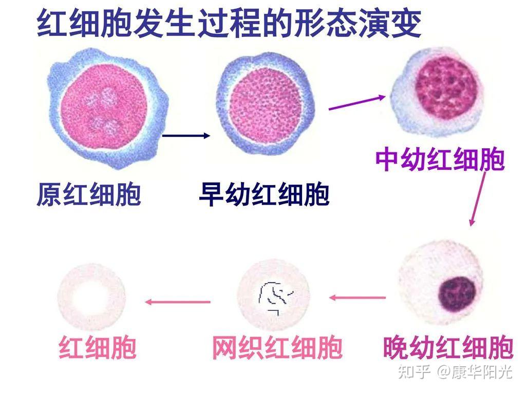 血细胞发育演变规律图图片