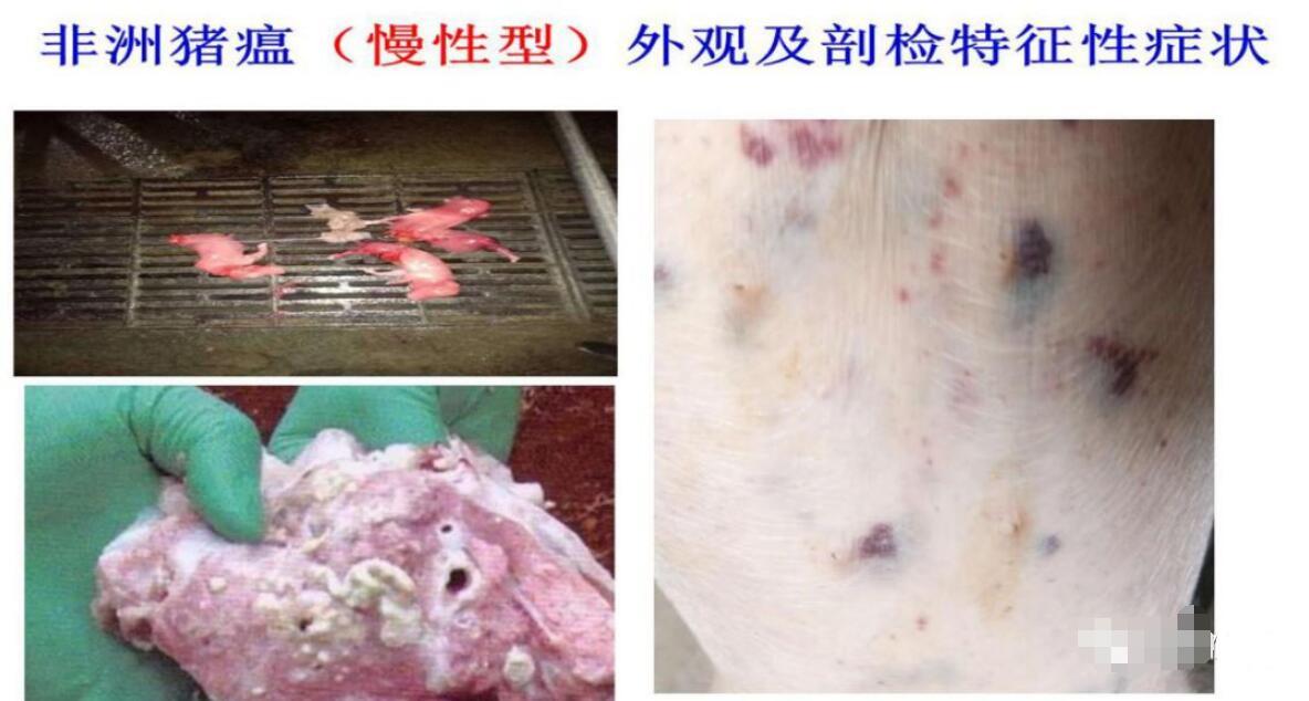 非洲猪瘟有办法防治么? - 知乎