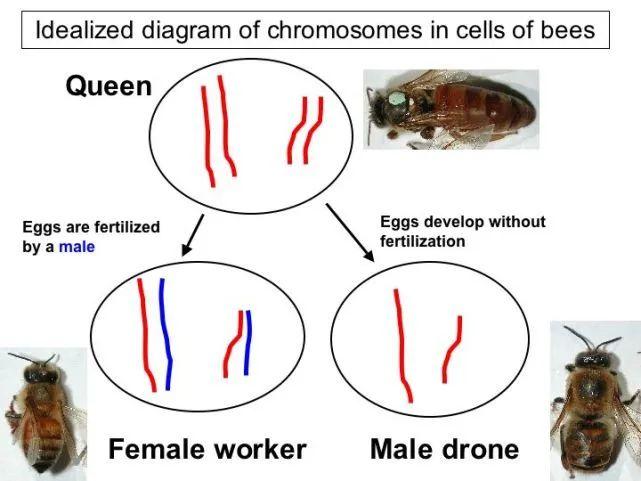 雌雄同体的生物交配时如何决定雌雄