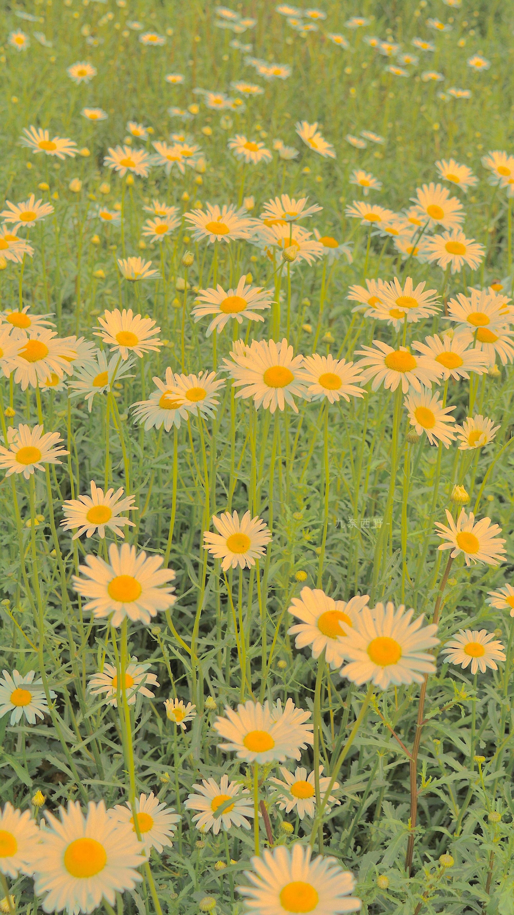 有没有小仙女专属壁纸